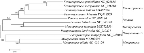 Figure 1. Neighbour-joining phylogenetic tree inferred from amino acid sequence dataset of 13 protein-coding genes for 11 Penaeidae mitochondrial genomes. The tree shows the topology based on concatenated data of 13 mitochondrial encoded protein sequences (nad2, cox1, cox2, atp8, atp6, cox3, nad3, nad5, nad4, nad4L, nad6, cob, and nad1). Reconstruction was performed by MEGA X (64-bit). Values at nodes are proportions of 1000 bootstrap pesudorelicates in which the nodes were recovered.