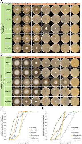 Figure 3. Mycelial growth of Phytophthora nagaii (A and C) and Phytophthora tentaculata (B and D) on V8 agar media, containing different concentrations of anti-oomycete fungicides (0, 0.01, 0.1, 1, 10, 100, and 1000 ug/mL). Agar plugs sourced from seven-days-old colonies were inoculated on V8A, with daily measurements of mycelial diameter until the control group reached a diameter of 60 mm.