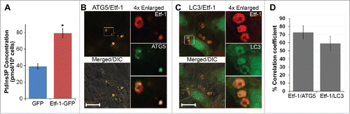 Figure 7. Etf-1 activates PtdIns3K and colocalizes with ATG5 and LC3. (A) RF/6A cells were transfected with Etf-1-GFP or GFP control plasmids, and the PtdIns3P amount was determined by competitive ELISA at 2 d p.t. Data are presented as the mean ± standard deviation of triplicate assays. *, Significantly different by the Tukey HSD test (P < 0.05). (B and C) Etf-1 colocalizes with ATG5 and LC3. HEK293 cells cotransfected with GFP-ATG5 and Etf-1-DsRed (B) or GFP-LC3 and Etf-1-DsRed (C) were treated at 1 d p.t. with 10 nM BAF for 16 h prior to fixation. Merged/DIC, fluorescence image merged with DIC image. Scale bars: 10 μm. (D) The percentage colocalization of Etf-1 with ATG5 or LC3 was analyzed using Pearson correlation coefficients with ImageJ software. Results were average values of 10 to 20 cells per group ± standard deviation from 3 independent experiments.