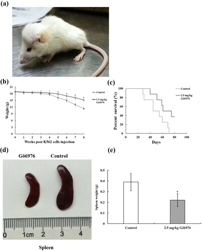 Figure 2. The therapeutic effect of Gö6976 on CML mice. (a) K562-NOD/SCID CML mice showed hindlimb paralysis, weight loss, fluffy hair and reduced activity. (b) Weight of mice at different time after K562 cells injection (*P < 0.05 versus control group). (c) Survival curves of two group mice (8 mice per group). (d) General morphology of spleens from two group mice. (e) Weight of Spleens from two group mice.