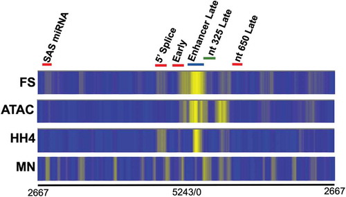 Figure 1. A comparison of the location of nucleosomes in chromatin from disrupted SV40 virions using FS-Seq, ATAC-Seq, ChIP-Seq, and MN-Seq