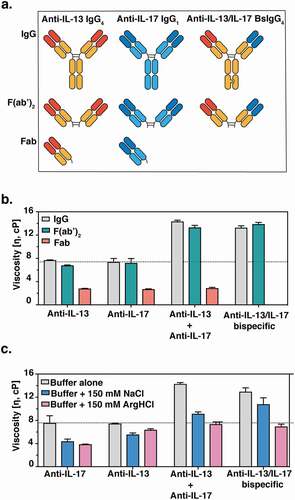 Figure 1. (a) Cartoon representation of monospecific and bispecific antibody formats investigated. The isotype for the anti-IL-17 antibody is IgG1, whereas the anti-IL-13 and BsIgG antibodies are both IgG4. All antibodies have κ light chains. Half-antibodies containing knobs-into-holes mutationsCitation34 (‘knob’ mutation (T366W) in the anti-IL-13 arm or ‘hole’ mutations (T366S:L368A:Y407V) in the anti-IL-17arm) were expressed and purified separately before assembly in vitro as described previously.Citation35,Citation36 A hinge stabilizing mutation (S228P) was introduced into the IgG4 to attenuate Fab arm exchange.Citation37,Citation38 (b) Viscosity of fragments (F(ab’)2 and Fab) or full-length anti-IL-13/IL-17 bispecific or its parent antibodies are shown. (c) The effect of 150 mM NaCl or 150 mM Arg-HCl on solution viscosity is shown. The dotted line represents the viscosity of parent IgG antibody level as a reference. Data shown are the mean values (n = 3, ± SD) measured by rheometer at 23ºC and 150 mg/mL total protein concentration in 20 mM His-HCl pH 6.0 (buffer) in the absence or presence of excipients