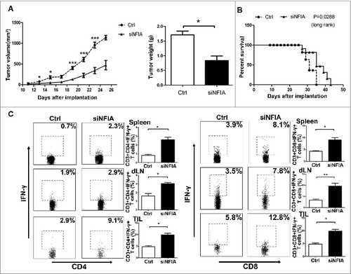 Figure 4. NFIA knockdown declines the capability of G-MDSCs to accelerate the tumor progression and inhibit the antitumor immune responses. Groups of mice were injected s.c. with the cells mix of G-MDSCs transfected with siNFIA and LLCs. (A) Tumor volume and weight were measured at indicated time. (B) Survival of mice in different groups. (C) The proportions of CD4+IFNγ+ Th1 and CD8+IFNγ+ CTL cells from spleens, draining lymph nodes and tumor tissue were analyzed by flow cytometry. ***p < 0.001, **p < 0.01, *p < 0.05.
