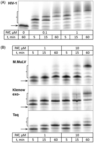 Figure 3. DNA extension in the presence of PAT. (A) The incorporation of PAT by HIV-1 reverse transcriptase. PAT concentrations and duration of reaction are listed in the table below the gel picture. (B) The incorporation of PAT by polymerases denoted on the left. PAT concentrations (10-fold higher than those in A) and duration of reaction are listed in the table below the gel picture. Arrows indicates the position of the unreacted primer strand of DNA duplex, brackets – the primer extension products.