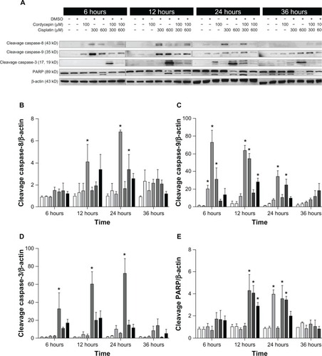 Figure 6 Effects of cordycepin and/or cisplatin on caspase-8, caspase-9, caspase-3, and PARP protein expressions in OEC-M1 cells.