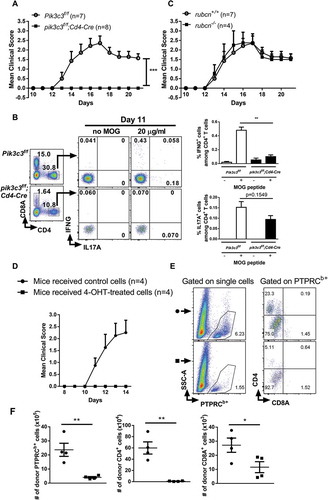 Figure 4. Pik3c3-deficiency in T cells causes resistance to EAE induction. (A) Active EAE was induced in the Pik3c3f/f and pik3c3f/f;Cd4-Cre mice. Clinical disease was monitored for 21 d, as described in the Materials and Methods. Representative result of four independent experiments. (B) Splenocytes from Pik3c3f/f and pik3c3f/f;Cd4-Cre mice induced for EAE (day 11) were cultured with MOG peptide (20 µg/ml). After 18 h of culture, the cells were harvested and intracellular staining was performed (IL17A and IFNG), and cytokine-producing CD4+ T cells were analyzed by flow cytometry. Results from three independent experiments were pooled and plotted as the average ± SEM. (C) EAE in rubcn-/- mice. (D) Sub-lethally irradiated mice received 200 nM 4-OH tamoxifen- (closed squares) or vehicle-treated (open circles) cells derived from MOG35-55-immunized pik3c3f/f;Rosa26-CreERT2 mice. Clinical signs were examined daily. (E) Representative brain FACS plots of donor PTPRCb+ cells, CD4+ T cells, and CD8A+ T cells. (F) Total number of donor PTPRCb+ cells, CD4+ T cells, and CD8A+ T cells were enumerated in the brains of recipient animals at 14 d after adoptive transfer of 4-OH tamoxifen- (closed squares) or vehicle-treated (closed circles) cells. A representative experiment of 3 independent experiments is shown. The data shown are the average ± SEM. *p < 0.05, **p < 0.01, ***p < 0.001