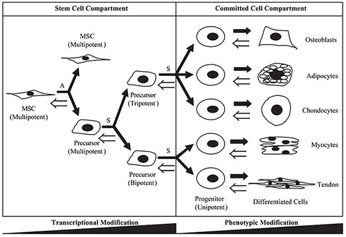 Figure 1 The differentiation direction of stem cells.