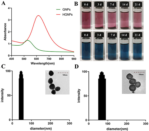 Figure 1 (A) At the same concentration (0.05mg/mL), the absorption spectrum of the GNPs and HGNPs. (B) Colloidal stability of HGNPs and GNPs (0, 3, 7, 14 and 21 days). (C) Size distribution and TEM image (insert) of the GNPs. (D) Size distribution and TEM image (insert) of the HGNPs.