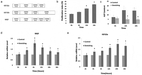 Figure 1. Physiological effects and MGF expression in response to cyclic stretching with a magnitude of 15% and frequency of 30 cycles/min in osteoblasts. (a). The diagram of alternative splicing variants of IGF1. (b) Proliferation of osteoblasts in response to cyclic stretching with a magnitude of 15% and frequency of 30 cycles/min for 6, 12, and 24 h. (c) ALP content of osteoblasts in response to mechanical stretching. (d) MGF expression. (e) IGF1Ea expression. The data are the mean ± SD, n = 3, *p < 0.05.