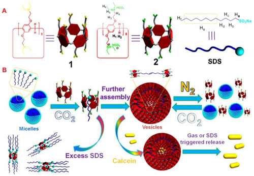 Figure 9 (A) Chemical structures and cartoon representations of 1, 2, and SDS and (B) Cartoon representation of gas-controlled self-assembly and dual-triggered release of calcein.Notes: Reprinted with permission from Jie KC, Zhou YJ, Yao Y, Shi BB, Huang FH. CO2-responsive pillar[5]arene-based molecular recognition in water: establishment and application in gas-controlled self-assembly and release. J Am Chem Soc. 2015;137:10472–10475.Citation37; Copyright 2015, American Chemical Society.