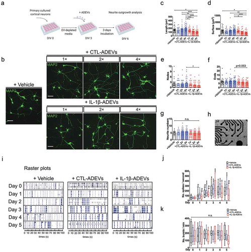 Figure 7. IL-1β-ADEVs exert suppressive effects on neurite outgrowth and neural spike firing. (a) The scheme of ADEV’s effects on neurite outgrowth. Different doses of purified CTL-ADEVs and IL-1β-ADEVs were added to primary cultured mouse cortical neurons at DIV 3 and incubated for three days. Neurite outgrowth analysis was performed at DIV 6 using Neurolucida imaging software. (b) Representative fluorescent images of MAP2+ cortical neurons after three-day exposure to the indicated concentrations of CTL- and IL-1β-ADEVs (1×, 1.25 μg/mL; 2×, 2.5 μg/mL; 4×, 5 μg/mL). Control group was treated with vehicle instead of ADEVs. Scale bar, 50 μm. Quantification of neurite outgrowth show (c) neurite length, (d) surface area, (e) number of nodes, (f) number of neurite ends, and (g) total neurite number for the indicated concentrations of ADEVs. Data are present as mean ± SEM from three independent experiments. n.s., no significance; *p < 0.05, **p < 0.01, ***p < 0.001, ****p < 0.0001 as determined by ordinary one-way ANOVA with Tukey’s multiple corrections (c, d) and non-parametric test with Dunn’s multiple corrections (e–g). (h) Multi-electrode array (MEA) for monitoring neural spike firing after treating primary neurons with CTL- and IL-1β-ADEVs from DIV 17. Phase-contrast image of primary neurons cultured on an MEA plate at DIV 17. Scale bar, 500 μm. (i) Representative raster plots show the spontaneous firing activities recorded from primary neurons after incubation with ADEVs during a five-day time course. Quantitation of (j) the number of spikes per second (k) and the number of bursts per min from primary neurons incubated with vehicle, CTL- or IL-1β-ADEVs during day 0 to 5. Data were collected from 8 MEAs (2 replicates × 4 independent experiments). Box and whisker plots are used to show the median and the 5th to 95th percentiles; Plus sign indicates the means. n.s., no significance; *p < 0.05, **p < 0.01, ****p < 0.0001 compared to day 0, respectively, as determined by repeated measure two-way ANOVA with Sidak’s multiple corrections.