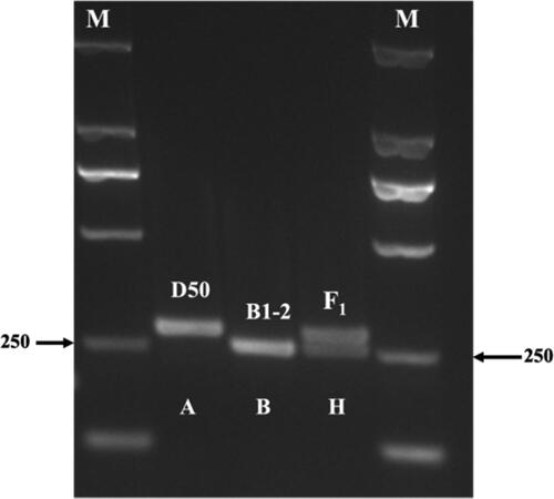 Figure 3. Polymorphic bands obtained by TaqI restriction endonuclease digestion. M: DL2000 DNA marker.