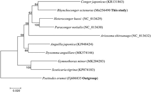 Figure 1. Maximum likelihood tree was constructed based on first and second codon sequences of 13 protein-coding genes of nine Anguilliformes fishes with Psettodes erumei from Pleuronectiformes as outgroup.
