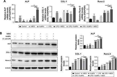 Figure 4 Effects of hBD3-combined AuNPs on osteogenic gene and protein expressions of hPDLCs in inflammatory microenvironments.Notes: hPDLCs were treated with hBD3 (5 μg/mL), AuNPs (45 nm, 10 μM), and E. coli-LPS (1 μg/mL). (A) The mRNA expression levels of ALP, COL-1, and Runx-2 analyzed by real-time PCR on day 7. (B) The protein expression levels of ALP, COL-1, and Runx-2 analyzed by Western blot on day 7. #P<0.05, ##P<0.01, ###P<0.001, and ####P<0.0001 compared with the control group; *P<0.05, **P<0.01, ***P<0.001, and ****P<0.0001.Abbreviations: ALP, alkaline phosphatase; AuNPs, gold nanoparticles; COL-1, collagenase-I; E. coli, Escherichia coli; hBD3, human β-defensin 3; hPDLCs, human periodontal ligament cells; LPS, lipopolysaccharides; PCR, polymerase chain reaction; Runx-2, runt-related transcription factor 2.