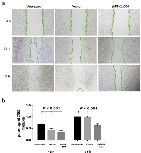 Figure 5. Stable knockdown of PFK1 inhibited migration of CNE2 cells. (a) Migration of CNE2 cells into the scratch wound after 0, 12 and 24 h of culture with ShPFK1-507 in the Wound healing assay. (b) Migration rate of CNE2 after incubation in 12 and 24 h