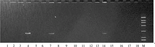 Figure 5.  PCR products amplified with the reported primers (P4 and P5), separated on 8% polyacrylamide gels and stained with EB. *Lane M: DNA marker (908 bp, 659 bp, 521 bp, 403 bp, 281 bp, 257 bp, 226 bp, 100 bp, 90 bp).