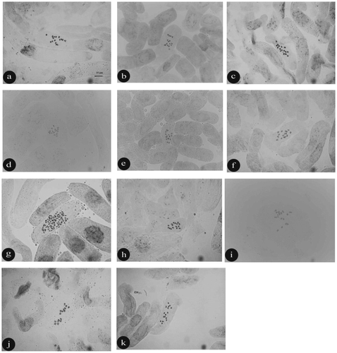 Figure 1. Mitotic metaphase chromosomes of Oxytropis. (a) O. kotschyana; (b) O. pallasii; (c) O. pilosa; (d) O. savellanica; (e) O. persica; (f) O. albana; (g) O. lazica; (h) O. argyroleuca; (i) O. aucheri; (j) O. karjaginii; (k) O. lupinoides. Bar: 10 μm.