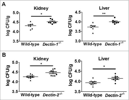 Figure 5. Both host Dectin-1 and Dectin-2 are required for sensing higher dose of C. glabrata systemic induced infection. Quantification of the fungal burden in kidneys and livers of Dectin-1-deficient mice (A) or Dectin-2-deficient mice (B) infected with higher dose of C. glabrata ATCC28226 (1 × 107 cells per mouse) at day 7 compared with wild-type mice (A, n = 7; B, n = 8). Data are representative of 3 independent experiments and shown as means ± SD. #, P < 0.05; ##, P < 0.01 (Mann-Whitney nonparametric t-test)