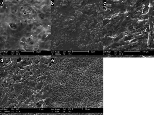 Figure 3. SEM images taken after treatment of SF nanofibers: (a) EDC = 5, NHS = 2.5, (b) EDC = 4, NHS = 2, (c) EDC = 3, NHS = 1.5, (d) EDC = 2, NHS = 1, (e) EDC = 1, NHS = 0.5.