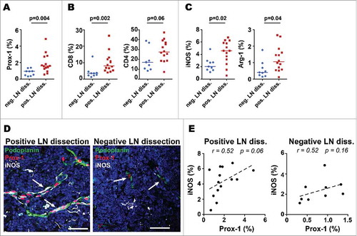 Figure 6. Tumor-free LNs that are adjacent to metastatic LNs have higher LVD, T cell infiltration and immune suppressive molecules than LNs from completely tumor-free LN-regions. Tumor-free LNs from negative LN dissections (neg. LN diss.; n = 9) were compared with tumor-free LNs from positive LN dissections (pos. LN diss.; n = 14). Density of A) lymphatic vessels, B) T cells and C) the immune suppressive molecules iNOS and Arg-1 (% of pixel positive cells). Line indicate median; data were analyzed with the unpaired t-test for normally distributed data sets and with a nonparametric unpaired Mann-Whitney U test for data sets that were not normally distributed. D) Representative immunofluorescence images showing that intratumoral lymphatic vessels (Prox-1, red and podoplanin, green) mainly expressed iNOS (white, arrow) in tumor-free LNs from positive LN dissections. Scale bars = 50µm, Arrow bar highlighting lymphatic vessel structures. E) Correlations of Prox-1 with iNOS in tumor-free LNs from negative and positive LN dissections (% of pixel positive cells). Correlations were analyzed using non-parametric Spearman's test.