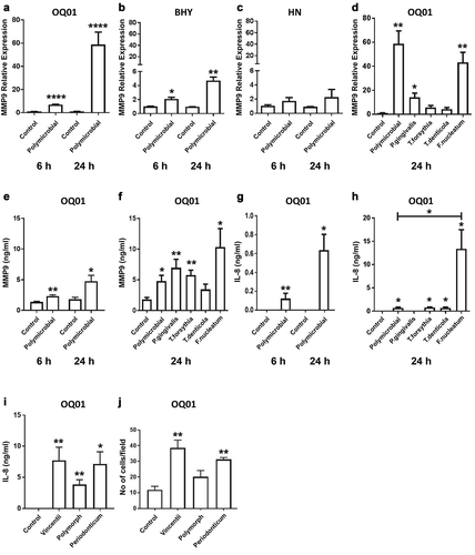 Figure 2. F. nucleatum enhances MMP9 and IL-8 expression and cancer cell invasiveness in vitro. (A-C) Elevated MMP9 mRNA expression in OQ01 and BHY, but not HN, after polymicrobial infection for 6 and 24 h. (D) Increased MMP9 expression in OQ01 cells after single infection with P. gingivalis or F. nucleatum. (E) Increased MMP9 secretion in OQ01 cell culture supernatant after polymicrobial infection for 6 and 24 h. (F) Comparison of the effects of single bacterial infections and polymicrobial infection on MMP9 secretion in OQ01 cell supernatant. (G) Elevated IL-8 secretion in OQ01 cell supernatant after polymicrobial infection for 6 and 24 h. (H) Comparison of the effects of single bacterial infections and polymicrobial infection on IL-8 secretion in OQ01 cell supernatant. (I) elevated IL-8 levels in OQ01 cell supernatant after infection with three different Fusobacteria strains. (J) In vitro invasion assay was performed using Matrigel-coated Transwell filters. Cells infected with three Fusobacteria strains were incubated for 24 h on the filter. Cells on the upper surface were removed and cells on the lower surface were fixed and stained. Five fields at 200x magnification were counted per each filter. All mRNA levels were determined using qRT-PCR. IL-8 and MMP9 protein levels in culture supernatants were determined by ELISA. Uninfected cells were used as controls. All results are presented as mean ± SEM from three independent experiments. *, P <.05, **, P <.005, ***, P <.0005, ****, P <.0001
