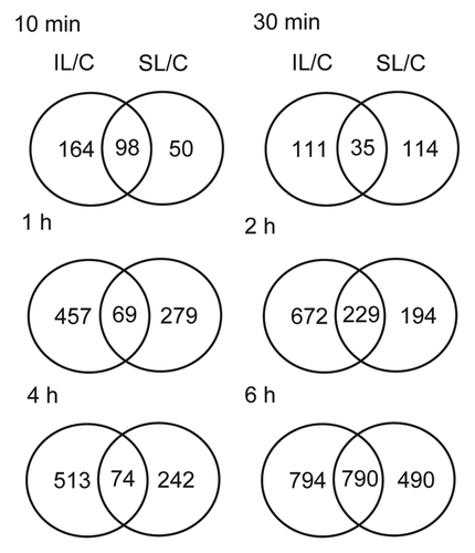 Figure 2. Venn diagrams comparing transcriptome changes in IL and SL from UV-B-irradiated plants compared with non-irradiated control plants (C). Plants were irradiated over a time course of 10, 30 min, and 1, 2, 4 and 6h. Intersection of genes differentially expressed after the different time points in IL and SL. Transcripts showing changes higher than 2-fold (p < 0.05) were included in the classification.