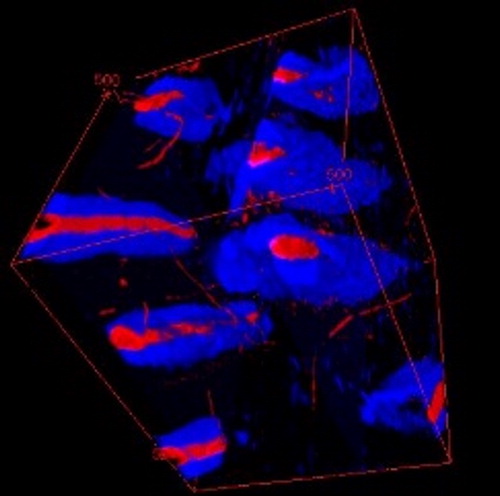 Figure 2. 3D visualization of the area in middle dentin. In red, the tubules’ lumen and channels. In blue, the PTD. ITD is not represented.