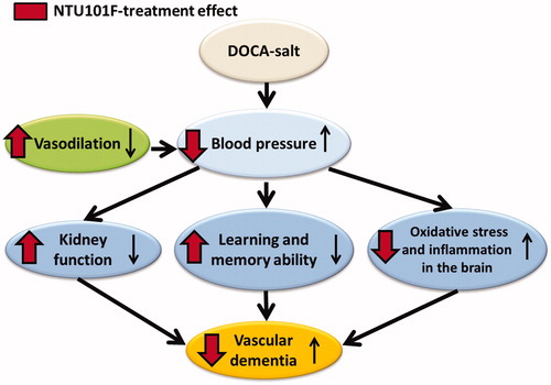 Figure 7. Proposed mechanism of ethanol extract of L. paracasei subsp. paracasei NTU 101-fermented products effect on rats with hypertension-induced vascular dementia.