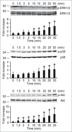 Figure 8. Activation of ERK1/2, p38 MAPK, and Akt in HMC-1 cells induced by HP-NAP. Serum-starved HMC-1 cells were left unstimulated or stimulated with 1 μM HP-NAP at 37°C for the indicated time and then lysed. Whole cell lysates were subjected to immunoblotting for phospho-ERK1/2, ERK, phospho-p38, p38, phospho-Akt, and Akt. The quantitative results were expressed in fold increase by defining the amounts of the phosphorylated proteins in unstimulated cells as 1 and represented as the mean ± SD of at least 4 independent experiments. *P < 0.05 as compared with unstimulated cells.