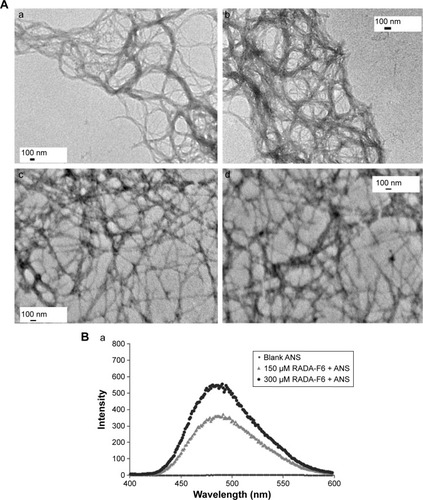 Figure 2 TEM and spectrofluorimetric analysis of hydrogels.Notes: (A) TEM images: (a) blank RADA-F6, (b) RADA-F6+5-FU, (c) blank RADA-16, (d) RADA-16+5-FU. (B) (a) Spectrofluorimetric analysis of SAPNS of RADA-F6 at two different concentrations (150 and 300 μM) using ANS probe.Abbreviations: TEM, transmission electron microscope; 5-FU, 5-fluorouracil; SAPNS, self-assembling peptide nanofibrous scaffold; ANS, 8-anilino-1-naphthalenesulfonic acid.