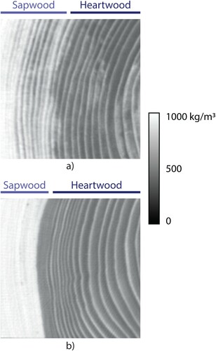 Figure 1. X-ray computed tomography scans of (a) Norway spruce and (b) Scots pine specimen with dimensions of 70 × 70 mm. Grayscale for density showing the sapwood part in a lighter shade (higher density).