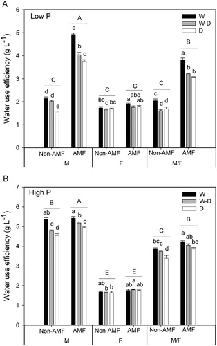 Figure 3. Water use efficiency (WUE) (mean + SE, n = 6) in maize (M) and faba bean (F) grown in monoculture or intercropping (M/F) at low P (A) and high P (B) supply levels. W, W–D and D represent well-watered (W), alternative well-watered and droughted (W–D) and droughted treatments (D) respectively. Bars topped by the same uppercase letters do not differ significantly among average WUE of the three water treatments in the two AMF and three cropping system treatments according to Tukey’s HSD test at P < 0.05. Bars topped by the same lowercase letters do not significantly differ among water treatments with and without AMF inoculation in each cropping system at P < 0.05 according to Tukey’s HSD test.