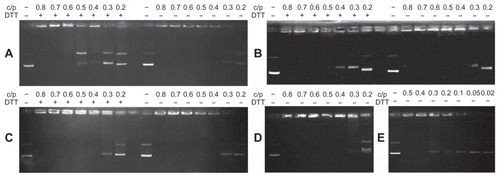 Figure 4 Gel retardation assay of various cationic polymers complexed with plasmid DNA. (A) OEI800-SSx, (B) OEI800-SeSex, (C) OEI800-Sex, (D) OEI800, and (E) PEI25k.Notes: Polymers and plasmid DNA were mixed at various mass ratios and incubated at 37°C for 30 minutes with or without DTT. The mixed suspension was subsequently applied to the agarose gel and electrophoresed at 85 V for 40 minutes.Abbreviations: DTT, 1,4-dithiothreitol; OEI, oligoethylenimine; PEI, polyethylenimine.