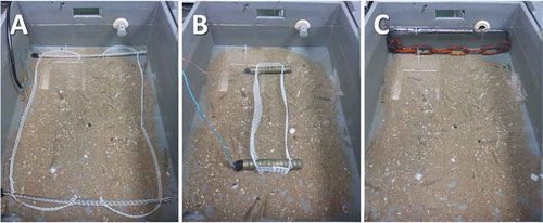 Figure 1. Experimental setups used for (A) the shrimp startle pulse, (B) the Sole cramp pulse, and (C) mechanical chain stimulation. For the electrical stimulation of the shrimp (A and B), powerleads were placed in the tank from the left and connected to the ends of the electrodes, which were 1 cm above the bottom of the tank by means of white PVC netting strips. The mechanical stimulation (C) was carried out using a chain mounted on a U-shaped grip that was pulled through the tank at approximately 1 m/s. The tanks (0.75 × 0.55 × 0.30 m) had a water depth of 0.2 m.