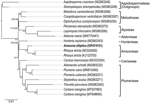 Figure 3. Maximum-likelihood phylogram inferred from 76 cpDNA coding regions of 20 cp genomes from Rauvolfioideae (Apocynaceae). Numbers near nodes indicate support values (maximum likelihood (BS)/Bayesian posterior probability (PP)); an asterisk indicates that a node BS = 100% for maximum-likelihood analysis and PP = 1.00 for Bayesian’s inference analysis. The scale bar shows the number of substitutions per site. Tribes of Rauvolfioideae classification follow Endress et al. (Citation2014). The target species was marked in bold. The following sequences were used: Aspidosperma cruentum MG963248 (Fishbein et al. Citation2018), Strempeliopsis strempelioides MG963249 (Fishbein et al. Citation2018), Melodinus cambodiensis MG963268 (Fishbein et al. Citation2018), Craspidospermum verticillatum MG963267 (Fishbein et al. Citation2018), Diplorhynchus condylocarpon MG963250 (Fishbein et al. Citation2018), Plectaneia stenophylla MG963270 (Fishbein et al. Citation2018), Lepiniopsis trilocularis MG963266 (Fishbein et al. Citation2018), Alstonia mairei MW770447 (unpublished), Hunteria zeylanica MG963243 (Fishbein et al. Citation2018), Amsonia elliptica OP474151 (this study), Rhazya stricta NC024292 (Park et al. Citation2014), KJ123753 (unpublished), Carissa macrocarpa NC033354 (Jo et al. Citation2017), Allamanda schottii MG963232 (Fishbein et al. Citation2018), Plumeria rubra MN812495 (Wang et al. Citation2020), Plumeria cubensis MG963231 (Fishbein et al. Citation2018), Skytanthus acutus MG963271 (Fishbein et al. Citation2018), Thevetia peruviana MG963240 (Fishbein et al. Citation2018), and Cerbera manghas MT527963 (Liao et al. Citation2020), MT648690 (unpublished).