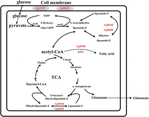 Figure 4. The mutant genes involved in membrane synthesis of C. glutamicum based on KEGG Orthology. The gene in red represents the use of a mutant gene to replace the corresponding gene in C. glutamicum ATCC 13032.