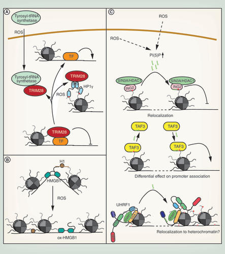 Figure 4. Effects of oxidative stress on different chromatin proteins. (A) Regulation of TRIM28 by oxidative stress. (B) Influence of oxidative stress on functions of HMGB1. (C) Regulation of chromatin proteins by PI(5)P.PI(5)P: Phosphatidylinositol-5-phosphate; ROS: Reactive oxygen species; TF: Transcription factor.