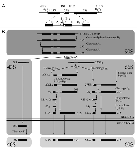 Figure 1 Scheme of the pre-rRNA processing pathway in S. cerevisiae. (A) Initial 35S pre-rRNA precursor with detailed cleavages sites. (B) Endonucleolytic and exonucleolytic cleavages leading to the production of mature 18S, 5.8S and 25S (reviewed in ref. Citation22).