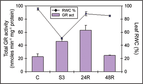 Figure 1 GR-specific activity and relative water content (RWC%) in common bean (Phaseolus vulgaris) ‘Carioca’ leaves. GR-specific activity and RWC were measured in control, severely drought stressed and on rewatered plants. Values are means ± s.d. of three to five independent measurements. GR activity was assayed by following the oxidation of NADPH (decrease in absorbance at 340 nm) and expressed in nmoles min−1 mg−1 protein. RWC was measured according to Weatherley.24 Control plants (C), Ψw = −0.5 MPa; severely droughted plants (S3), Ψw = −2.0 MPa; 24 h rehydrated plant (24R), Ψw = −0.5 MPa; 48 h rehydrated plant (48R), Ψw = −0.5 MPa.