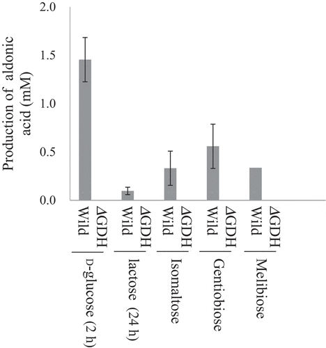 Figure 5. Oxidation of disaccharides by m-GDH-deficient NBRC 3288 mutant.Resting cells of NBRC 3288 wild-type (Wild) and m-GDH-deficient mutant (ΔGDH) were prepared, and sugar-oxidizing activities were measured using HPAEC-PAD. The reaction times of D-glucose, lactose, and the other oligosaccharides were 1 h, 24 h, and 7 h, respectively. The graph shows the production of oligoaldonic acids by the wild-type strain (gray bars) and mutant strain (white bars, too low to see). The experiments were performed 3–5 times and means ± standard deviations are plotted.