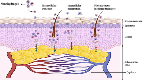 Figure 1 A schematic illustration Route of drug-containing NH across the skin: The figure illustrates the route of drug-containing NH across the skin. The NH are applied topically and penetrate the different layers of the skin to deliver the drug to the desired site of action. Created with BioRender.com.
