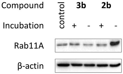 Figure 4. Effect of decomposition products of 2b and 3b on Rab11A prenylation in HeLa cells. Cells were treated for 48 h with 100 µM of freshly prepared 2b and 3b (-) and their solutions after incubation in PBS/D2O at 37 °C for 72 h (+). Cytosolic fractions containing unprenylated proteins were Western blotted for Rab11A and β-actin.