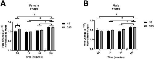 Figure 3. Male and female rats were exposed to CAS or non-stress (NS) control conditions and collected at baseline or 15, 30, or 120 minutes following exposure to an acute novel stressor in adulthood. Females exposed to CAS exhibited elevated Fkbp5 gene expression at baseline. There was no significant effect of CAS in males. Both females (A) and males (B) exhibited elevated expression of Fkbp5 with time following acute novel forced swim stressor challenge. Data are expressed as mean fold change (2-ΔΔCt) ± SEM normalized to same-sex NS baseline group. * indicates a significant difference in CAS to NS comparison with a priori t-test, p < 0.05. # indicates that gene expression at 120 minutes differs from baseline, 15, and 30 minutes, data pooled across NS and CAS groups with Sidak’s multiple comparisons test (p < 0.05).