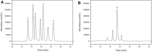 Figure 4 HPLC chromatograms. (A) HPLC chromatograms of PMP derivatization of standard monosaccharides; (B) HPLC chromatograms of PMP derivatization of ARPS.