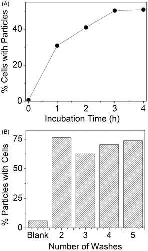 Figure 5. PA flow cytometry reveals strong association of targeted AuNCs with 4T1 tumour cells. (A) Percentage of PA positive cells as a function of incubation time with 25 pM Ax-conjugated AuNCs. (B) Particles bound to cells as a function of washes presented as per cent of AuNC PA signal with simultaneous rhodamine (non-specific cell stain) fluorescence signal.