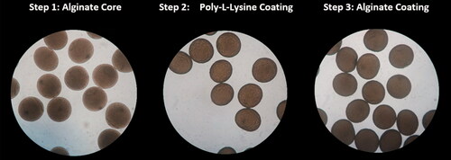 Figure 1. Steps in producing APA microcapsules. APA microcapsule formation consisted of three steps as illustrated. Final microcapsules were found to be spherical with an approximate diameter of 400 ± 18 µm.
