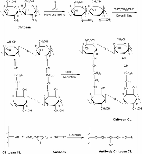 Figure 1. Schematic illustration of the preparation of mAb-chitosan CL.