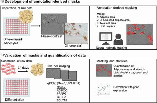 Figure 1. Experimental setup. (a) Adipose-derived stem cells (ASCs) underwent a 14-day adipogenic differentiation in a live-cell imaging system. The development of annotation masks was performed using images of cells and the generated masks were used to detect adipose area (Mask 1), ORO-guided adipose area (Mask 2), total cell area (Mask 3) and lipid droplets (Mask 4). (b) The generated detection masks were used to examine and quantify adipogenic differentiation in images obtained from live-cell imaging (day 0 – day 14). qPCR was used to analyse the expression of genes related to adipogenesis (ADIPOQ, PPARG, CEBPA and SCL7A8) at days 0, 3, 6, 9, 12 and 14 and possible correlation to adipose area and lipid droplet formation kinetics. The data represents three donors