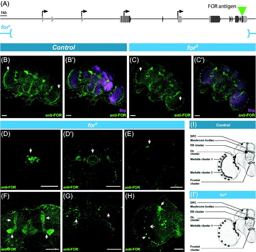 Figure 3. (A) Schematic of the foraging gene (as in Figure 1(A)). The 120bp (40aa) antigenic region used to generate the polyclonal anti-FOR antibody is depicted with a green arrowhead (described in Belay et al., Citation2007). The for0 genetic deletion (described in Allen et al., Citation2017) and its break points (in blue) are depicted below. (B) Maximal projection of anti-FOR antibody staining in control animals of late pupal brains (4 days post-puparium formation). Arrows in optic lobes indicating cells with morphology consistent with outer optic chiasm glia. Neuropil visualised with anti-Brp (B′). (C) Maximal projection of anti-FOR antibody staining in for0 null mutant (described in Allen et al., Citation2017) animals of late pupal brains (4 days post-puparium formation). Arrows in optic lobes indicating lack of expression in cells with morphology consistent with outer optic chiasm glia. Neuropil visualized with anti-Brp (C′). (D–H) Magnification of anti-FOR positive clusters in the for0 null mutant. Immunoreactivity in the ellipsoid body cluster, EB cluster (arrow, D) and its projections into the ellipsoid body (arrow, D′). Staining was also seen in the 4 cells of the dorsal posterior cluster, DPC (arrow, E). Staining in the mushroom bodies (arrow, F). Staining in the frontal cluster (arrow, G). Staining in the optic lobe cluster, OL cluster (arrow, H), medulla cluster 1 (arrowhead, H), and absent in medulla cluster 2 (double arrow, H). (I–I′) Schematics of anti-FOR expression patterns in control and for0 null mutant animals. Expression in the for0 null mutant was the same as control except for the lack of medulla cluster 2. Scale bars = 50 µm. [Please refer to the online version for colors.]