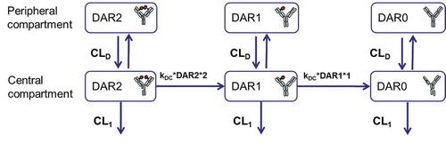 Figure 5. Schematic of an integrated mechanism-based pharmacokinetic model for DSTA4637A across preclinical species.